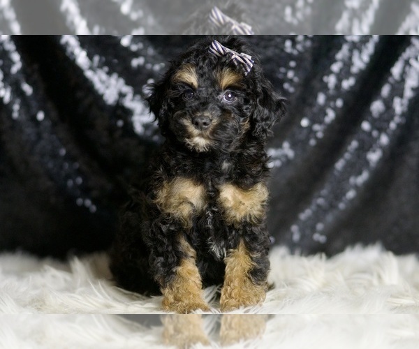 Medium Photo #4 Poodle (Toy) Puppy For Sale in WARSAW, IN, USA