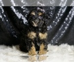 Small #3 Poodle (Toy)