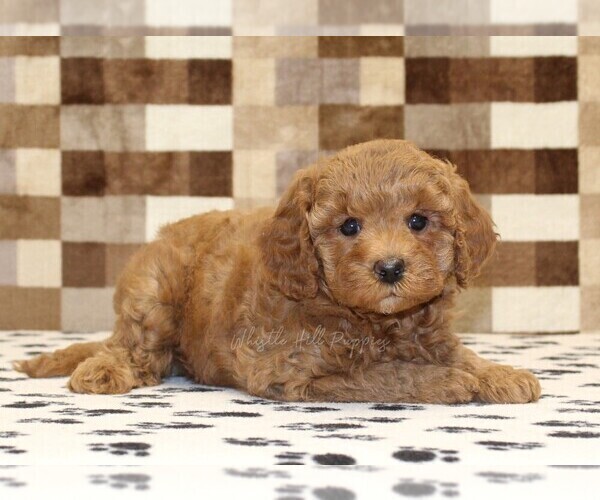 Medium Photo #2 Cavapoo (Miniature) Puppy For Sale in DENVER, PA, USA