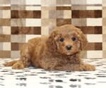 Small #1 Cavapoo (Miniature)