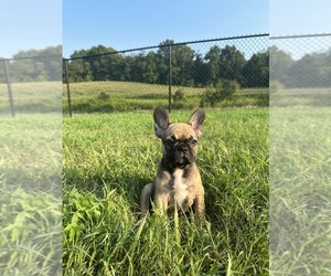 French Bulldog Puppy for sale in TRACYS LANDING, MD, USA