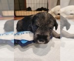 Puppy Leo Schnauzer (Standard)