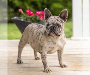 Mother of the French Bulldog puppies born on 05/27/2025