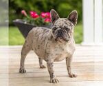 Small Photo #1 French Bulldog Puppy For Sale in CAMPBELL HILL, IL, USA