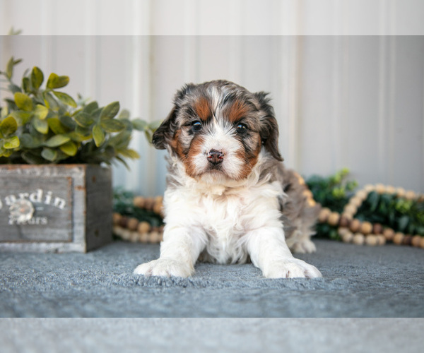 Medium Photo #2 Cavapoo Puppy For Sale in WOLCOTTVILLE, IN, USA