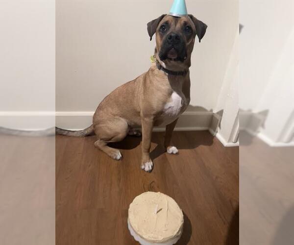 Medium Photo #1 Boxer-Unknown Mix Puppy For Sale in San Antonio, TX, USA