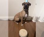 Small Boxer Mix