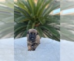 Small Photo #16 Dutch Shepherd Dog Puppy For Sale in LAS VEGAS, NV, USA