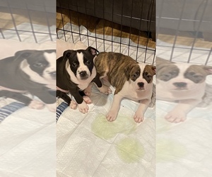 American Pit Bull Terrier-Faux Frenchbo Bulldog Mix Puppy for sale in ROGERS, AR, USA