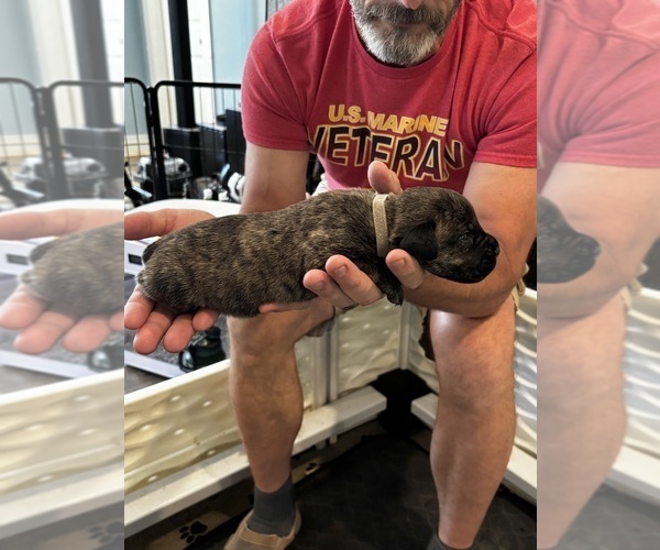 Medium Photo #7 Cane Corso Puppy For Sale in REEVESVILLE, SC, USA