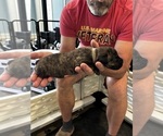 Small #5 Cane Corso