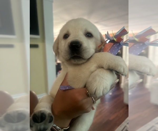 Medium Photo #14 Labrador Retriever Puppy For Sale in LOUISBURG, NC, USA