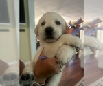 Small #13 Labrador Retriever