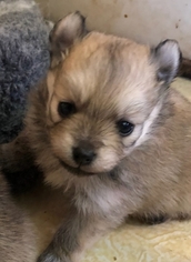 Pomeranian Puppy for sale in MONTGOMERY CITY, MO, USA