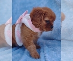 Small Photo #2 Cavalier King Charles Spaniel Puppy For Sale in ELIZABETHTON, TN, USA