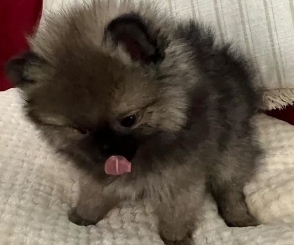 Medium Photo #8 Pomeranian Puppy For Sale in MENIFEE, CA, USA