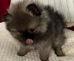 Small Photo #8 Pomeranian Puppy For Sale in MENIFEE, CA, USA