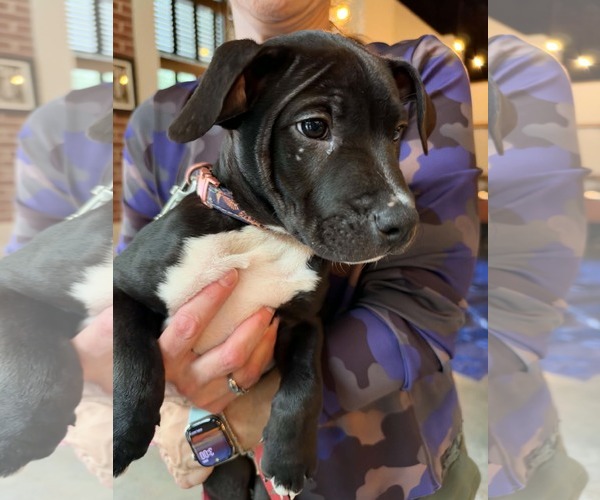 Medium Photo #1 American Staffordshire Terrier-Unknown Mix Puppy For Sale in Holly Springs, NC, USA