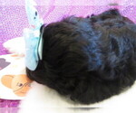 Small Photo #4 ShihPoo Puppy For Sale in DONGOLA, IL, USA
