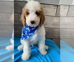 Small Photo #2 Poodle (Standard) Puppy For Sale in RICHMOND, IL, USA