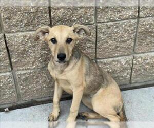 Redbone Coonhound-Unknown Mix Dogs for adoption in Tulsa, OK, USA