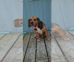 Small #18 Beagle