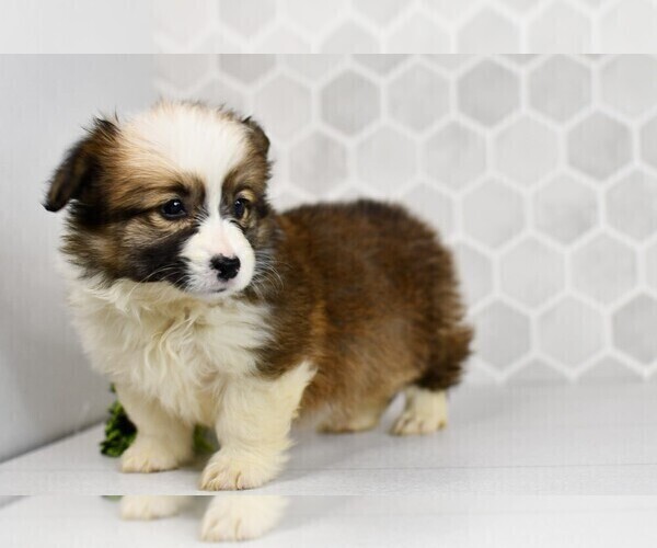 Medium Photo #45 Pembroke Welsh Corgi Puppy For Sale in MIDDLEBURY, IN, USA