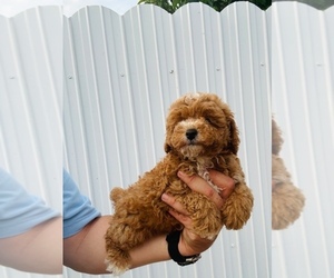 Poodle (Toy) Puppy for sale in VALRICO, FL, USA