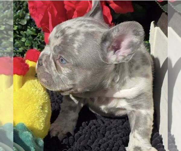 Medium Photo #4 French Bulldog Puppy For Sale in BOSTON, KY, USA