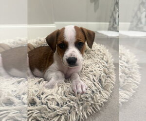 Staffordshire Bull Terrier-Unknown Mix Dogs for adoption in The Woodlands, TX, USA