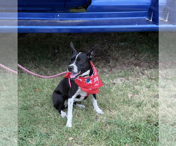 Medium Photo #12 Mutt Puppy For Sale in Euless, TX, USA