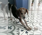 Small #6 Beagle