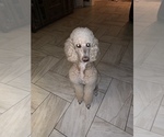 Small Photo #13 Poodle (Standard) Puppy For Sale in TAMPA, FL, USA