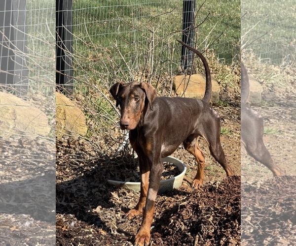 Medium Photo #3 Doberman Pinscher Puppy For Sale in Aurora, OH, USA