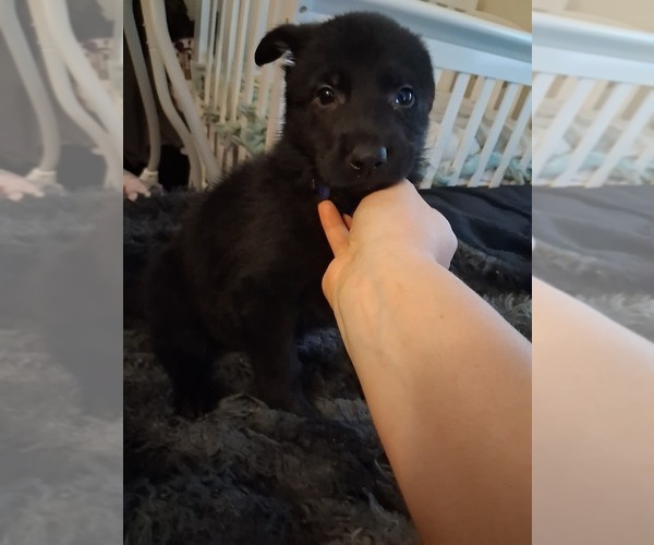Medium Photo #13 German Shepherd Dog Puppy For Sale in MIDDLETOWN, CT, USA