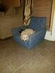 Small Photo #3 Goldendoodle Puppy For Sale in PRAIRIEVILLE, LA, USA