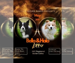 Border Collie Puppy for Sale in MARIPOSA, California USA