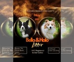 Image preview for Ad Listing. Nickname: Litter of 2