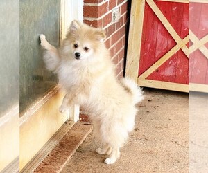 Pomeranian Puppy for sale in DAWSONVILLE, GA, USA