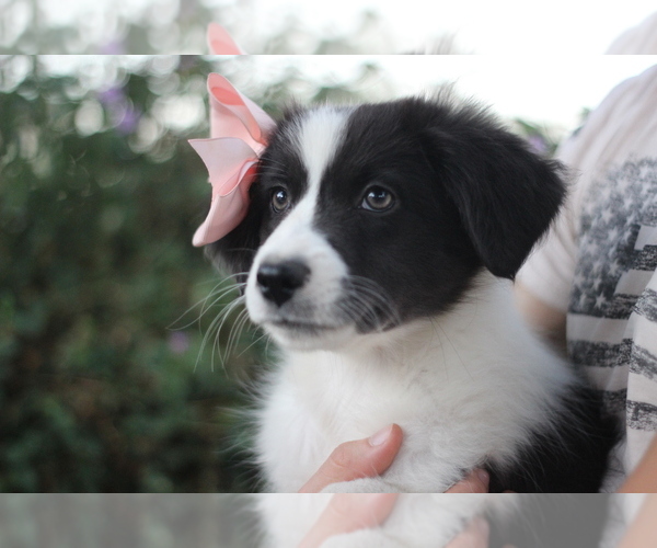 Medium Photo #15 Australian Shepherd Puppy For Sale in MODESTO, CA, USA