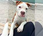 Small #2 American Bulldog Mix