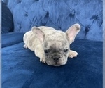 Small Photo #58 French Bulldog Puppy For Sale in CHICAGO, IL, USA