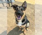 Small #1 German Shepherd Dog Mix