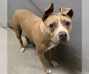 American Pit Bull Terrier-Unknown Mix Dogs for adoption in Las Vegas, NV, USA