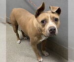Small American Pit Bull Terrier Mix
