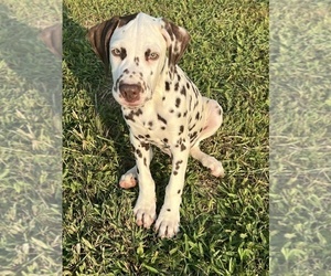 Dalmatian Puppy for sale in BEECH GROVE, IN, USA