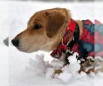 Small Photo #11 Basset Hound-Labrador Retriever Mix Puppy For Sale in Deepwater, NJ, USA