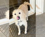 Small #1 Mutt
