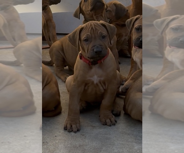 Medium Photo #1 Rhodesian Ridgeback Puppy For Sale in LEHIGH ACRES, FL, USA