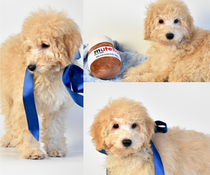Goldendoodle (Miniature) Puppy for sale in SPRING BRANCH, TX, USA